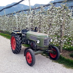 Apfelblüte in Südtirol