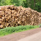 Neulich im Wald!