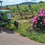 Blütenpracht am Weinbergrand