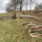 Der Hauptstamm war schon 4-teilig nach dem Ablängen,