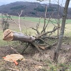 Letzte Woche mußte die Eiche fallen, gerissen bis zum ersten Astansatz,