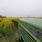 Am Rapsfeld am Morgen