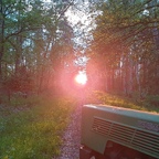 Licht am Ende des Waldes