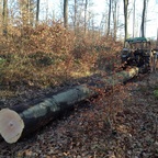 Im Wald mit Favorit 3